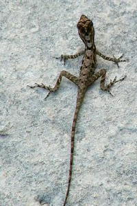 Guatemala - lizard