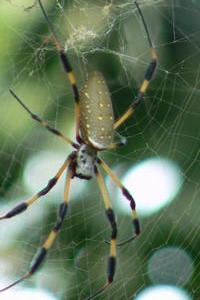 Utila - Giant spider