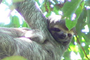 Costa Rica - 3 toed sloth with baby, awww!.
