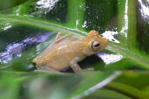 Costa Rica -  frog.JPG