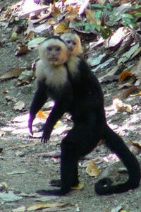 Costa Rica - Cappuchin monkeys.JPG