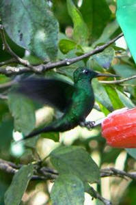 Costa Rica - hummingbird.JPG