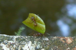 Costa Rica - Leaf cutter ants.JPG