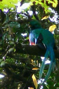 Costa Rica - Male Quetzal.JPG
