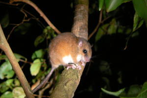 Costa Rica - mouse possum.JPG