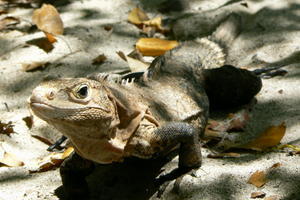 Costa Rica - Nasty iguana!.JPG