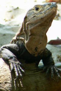 Costa Rica - not so nasty iguana!.JPG