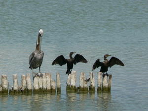 Costa Rica - Pelican and Cormorants.JPG