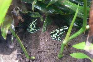 Costa Rica - poison dart frog.JPG