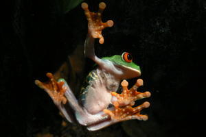 Costa Rica - Red eyed tree frog 2.JPG