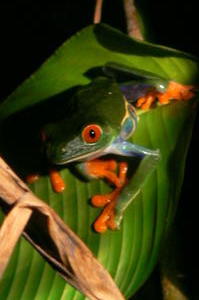 Costa Rica - Red eyed tree frog 3.JPG