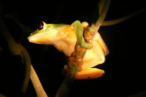 Costa Rica - Red eyed tree frog.JPG