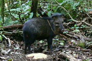 Costa Rica - Saipo piggy thing!.JPG