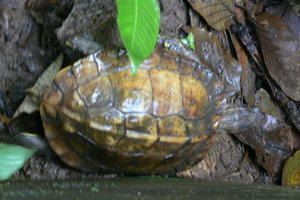 Nicaragua - turtle.JPG