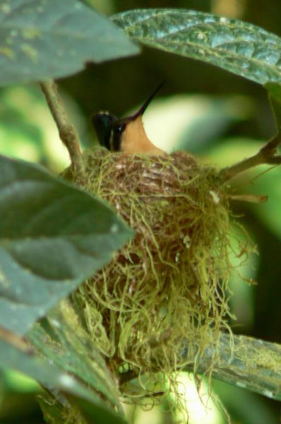 Hummingbird and nest