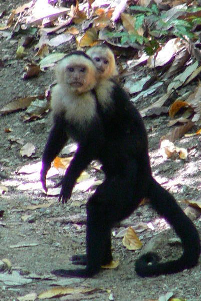 Cappuchin monkey and baby