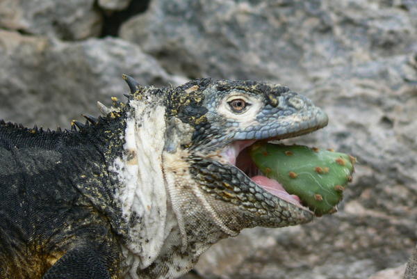Land Iguana eating a cactus fruit!