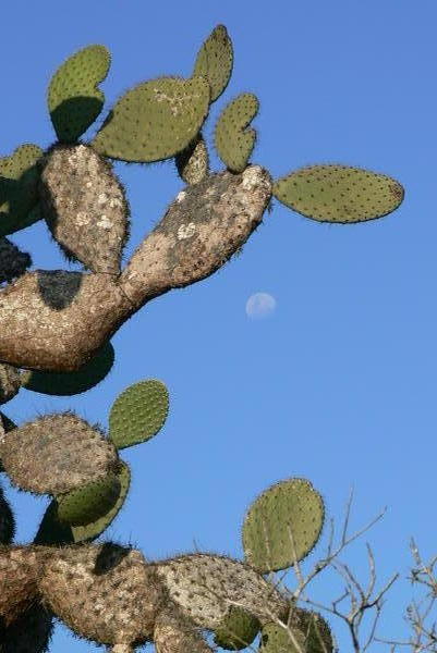 Cactus and the moon.