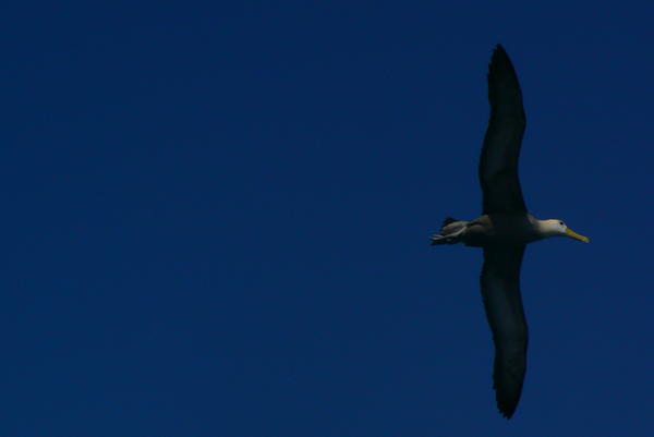 The Wandering Albatross in flight 