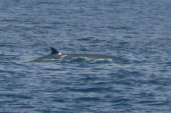 Humpback whale in the distance