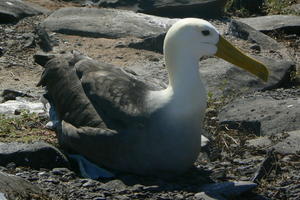 Nesting Wandering Albatross 