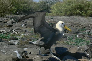 The Wandering Albatross 