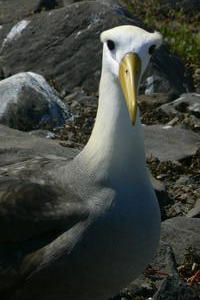 The Wandering Albatross 