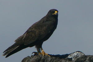 Galapagos Eagle