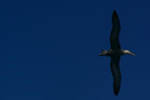 The Wandering Albatross in flight 