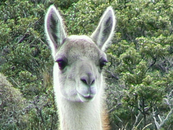 Guanacus (from the llama family)