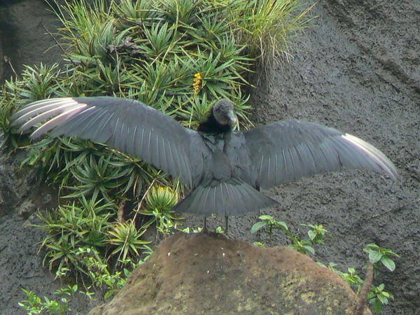 Strange Vulture bird with its head on backwards!