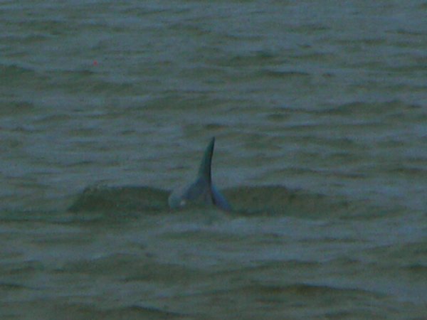 One of the many Dolphins in Dolphin Bay!