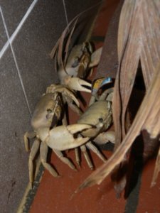 Huge Crabs