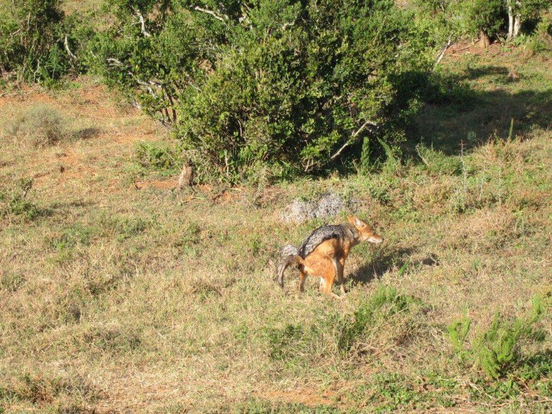 Black-backed Jackal caught in an awkward moment