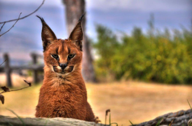 Pet Caracal - still very much interested in the fresh litter of puppies!