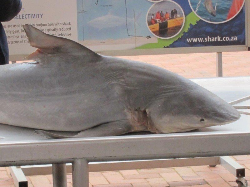 Durban Shark Dissection