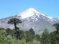 Volcan Lavin with Monkey Puzzle trees