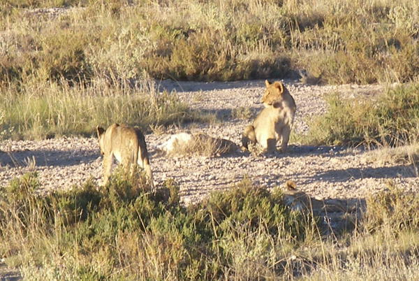 Lions in Etosha