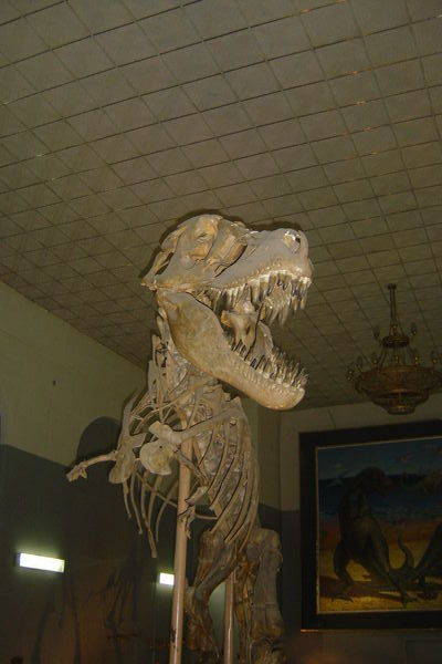 Rigtige dinosaurus skeletter....