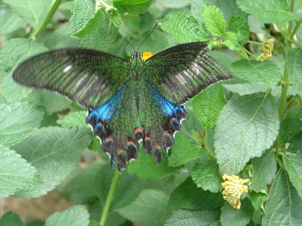 Close-up på sommerfugl