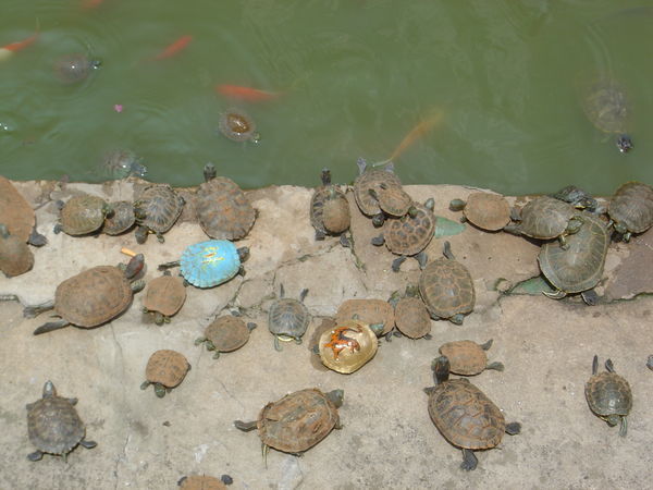 Lykke-skildpadder