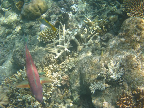Fisk & koraler