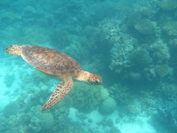 Havskildpadde