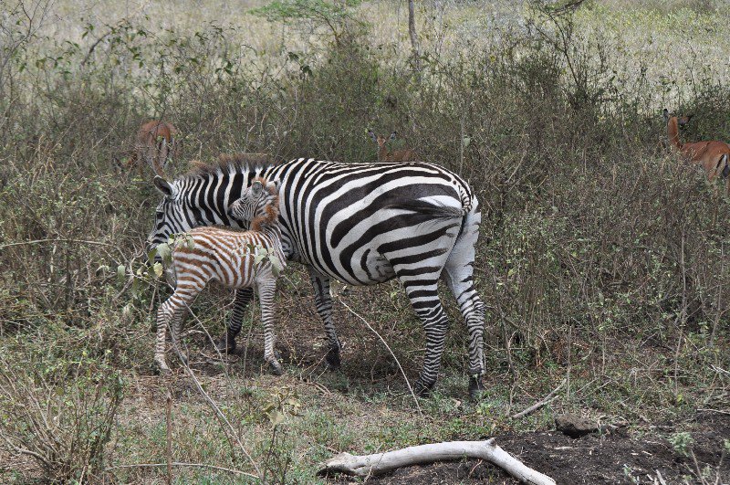 Zebra, Nakuru National Park
