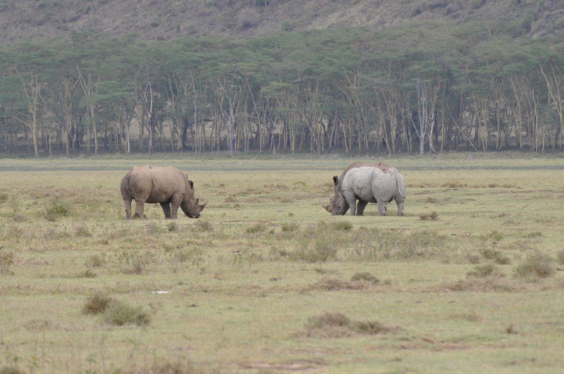 Rhino, Nakuru National Park