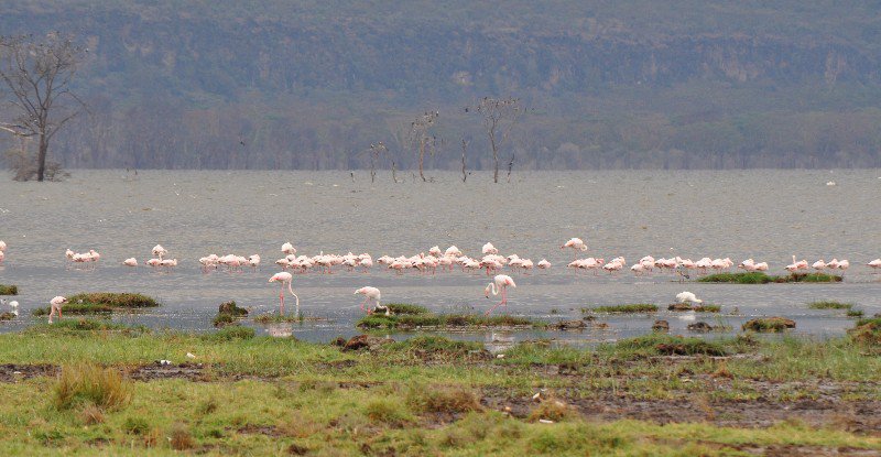 Flamingo, Nakuru National Park