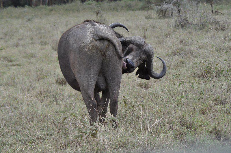 Buffalo, Nakuru National Park
