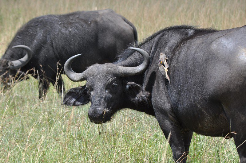 Buffalo, Maasai Mara