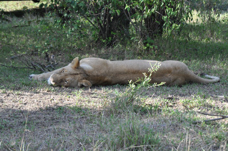 Ever played sleeping lions?
