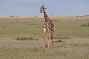 Giraffe, Maasai Mara